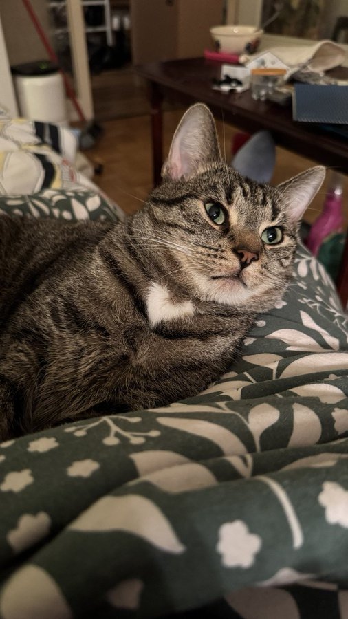 A tabby cat with striking green eyes lounges on a patterned green and white blanket, gazing intently at the camera in a cozy, cluttered living room setting. The cat's relaxed yet alert demeanor mirrors the post's message about the importance of user retention over flashy traffic—when the "wave recedes," only those with genuine value remain, much like this calm feline waiting patiently while others chase fleeting incentives.