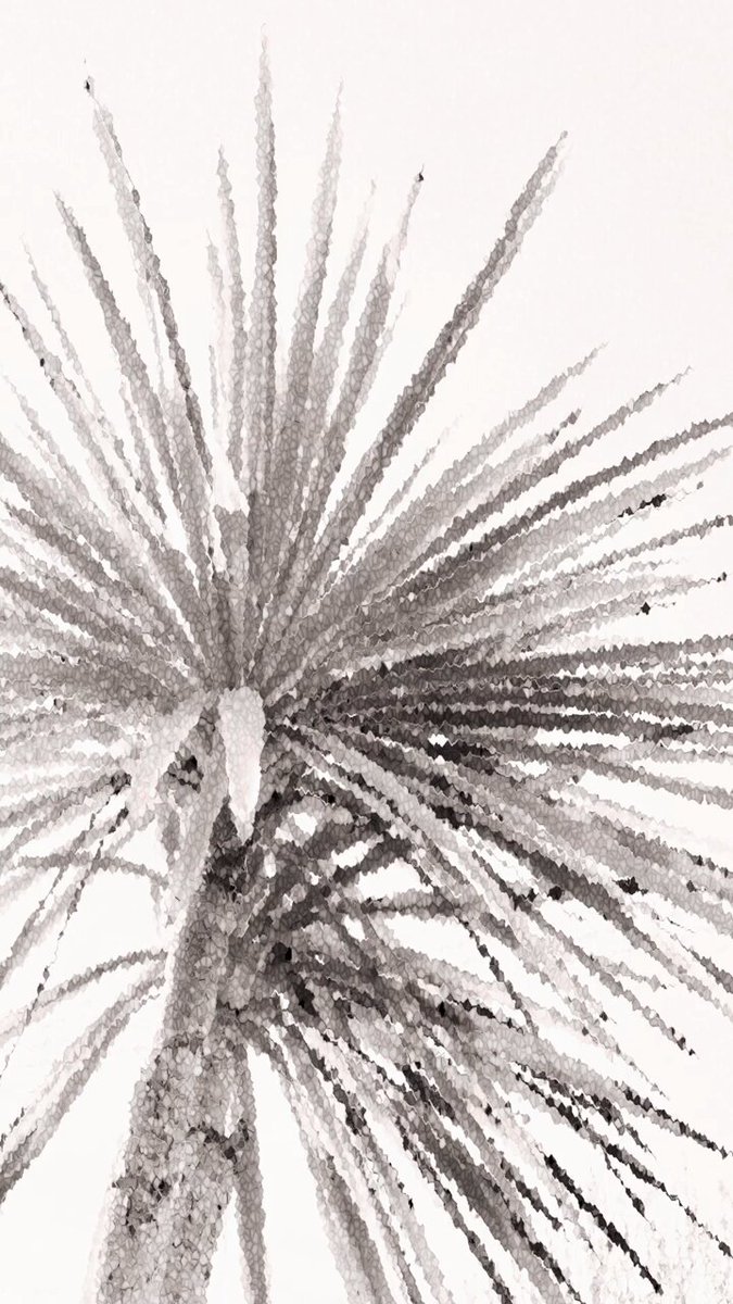 The image features a close-up view of a palm tree with its leaves spread out, creating an interesting pattern against a white background. The photo appears to be in black and white, giving it a timeless quality. There are no texts or other objects present in the image, making it a simple yet striking composition that captures the essence of the palm tree's natural beauty.