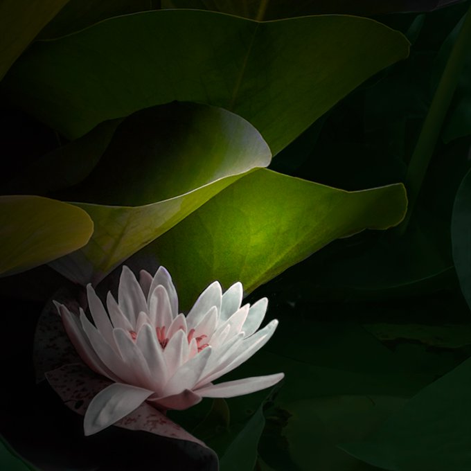 A delicate pink water lily blooms in the shadows beneath large, dark green lily pads, with soft light illuminating the flower and the leaf above it.