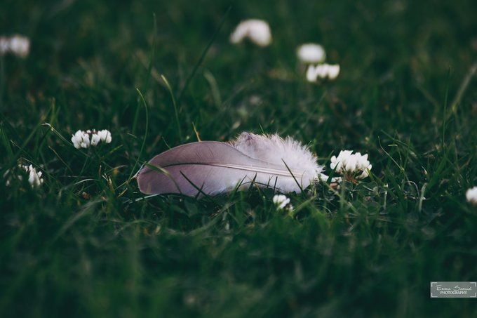 A serene nature photograph of a single white and gray feather resting in lush green grass surrounded by small white clover flowers, signed by the photographer.