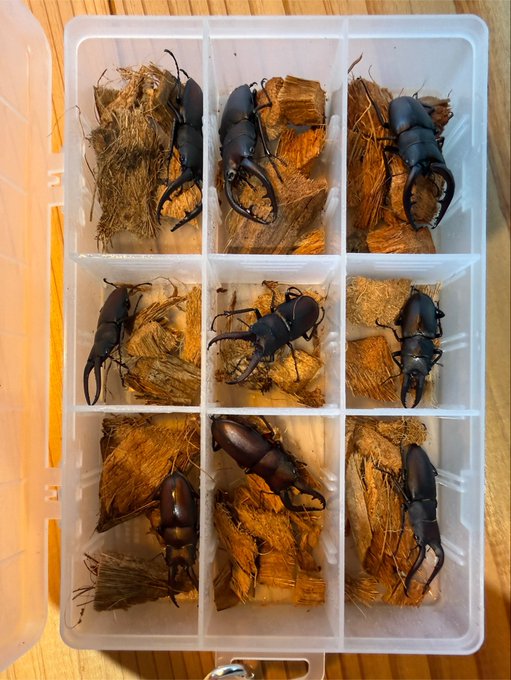 A top-down view of a clear plastic compartmentalized container holding nine large black stag beetles, each resting on a piece of wood substrate.