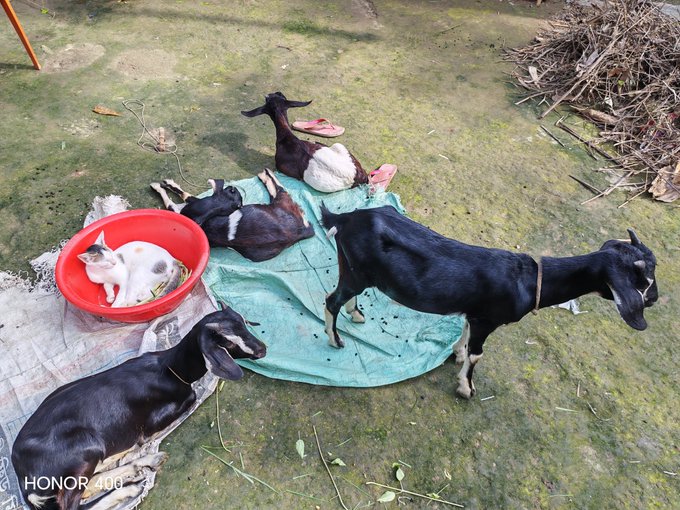 A rural outdoor scene showing several black goats and a white cat resting on a green tarp over mossy ground, with a pile of dry branches nearby; the photo is watermarked 'HONOR 400'.