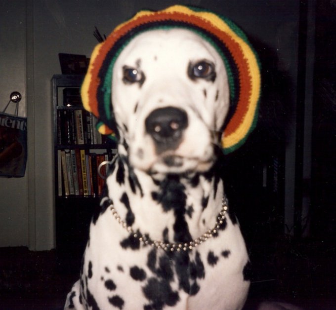Vintage-style photo of a Dalmatian dog wearing a Rastafarian-colored knit hat and a beaded necklace, sitting indoors in front of a bookshelf.