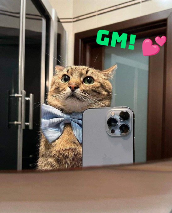 A tabby cat wearing a light blue bow tie looks up while sitting behind a smartphone, with green text reading 'GM!' and pink heart emojis overlaid on the image.