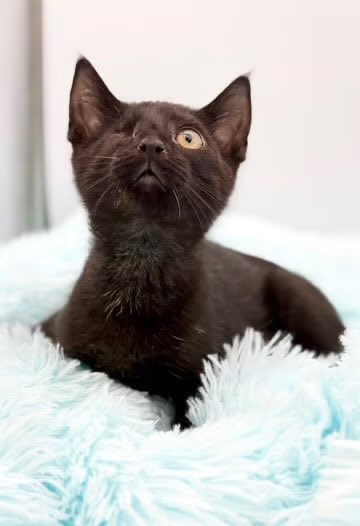 A black kitten with yellow eyes looking upwards while resting on a fluffy light blue blanket.
