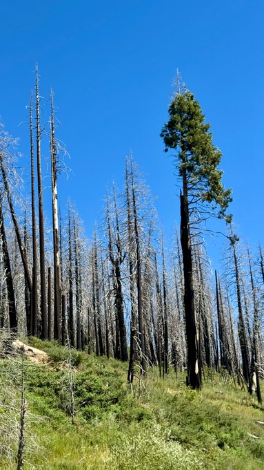 A photograph of a forested hillside showing mostly dead, gray tree trunks against a bright blue sky, with one tall, green tree standing prominently among them.