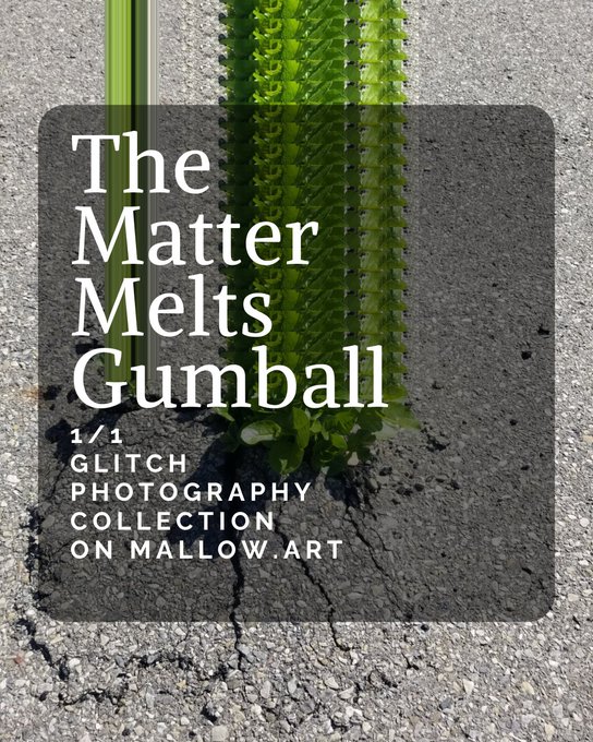 An artistic promotional graphic titled "The Matter Melts Gumball" advertising a "1/1 Glitch Photography Collection on mallow.art," featuring a melted, glitch-effect cactus against a cracked asphalt background.