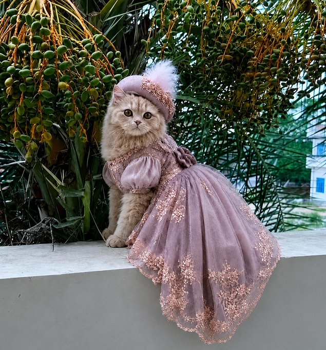 A fluffy cat dressed in an elaborate pink Victorian-style gown with lace details sits on a ledge surrounded by tropical greenery.