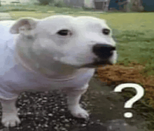 Photo of a white puppy wearing a white shirt standing on a stone path next to a grassy area, with a question mark graphic overlaid on the image.