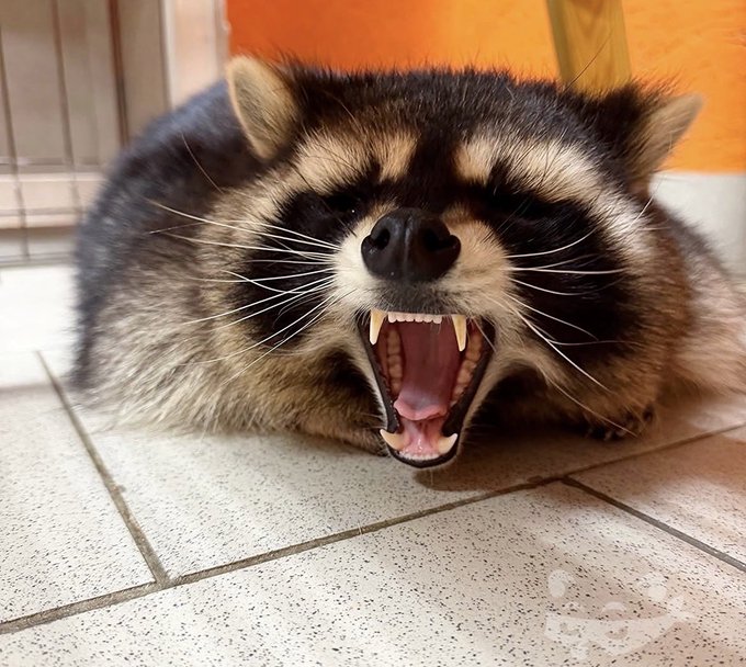 A close-up photograph of a tanuki (raccoon dog) with its mouth wide open, exposing its teeth and tongue in a comical yawn or hiss while sitting on a tiled floor.