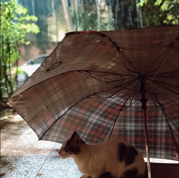 A calico cat sits beneath a transparent, plaid-patterned umbrella on a tiled porch with green foliage in the background.