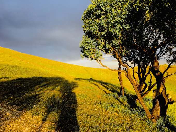 A lone tree casts a long shadow over a sunlit, golden grassy hillside beneath a moody, cloud-filled sky. The serene landscape evokes a contemplative mood, fitting for an artistic post inviting viewers to find the creator on objkt.com.