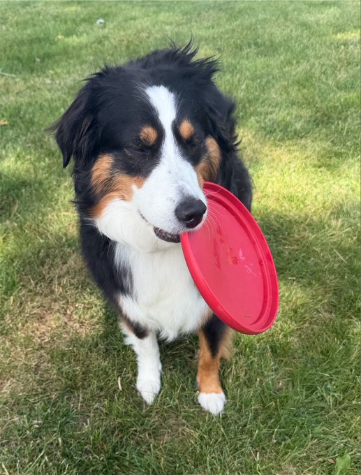 A tricolor Australian Shepherd stands in the grass holding a red frisbee in its mouth, appearing patient and unbothered—much like the calm waiting game of chopping sideways in a crypto market after catching gains.

The dog's calm, stoic expression with its frisbee captures the "hold and wait" energy of waiting out a sideways market, while the "84 years ago" joke humorously suggests the dog (and the patience required) feels eternal.