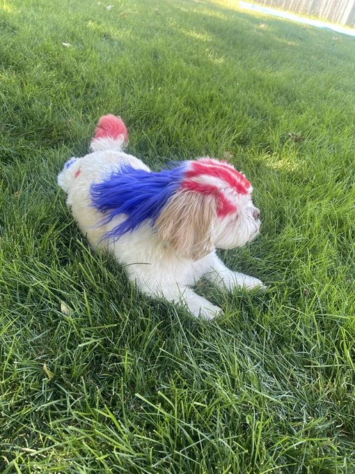 A small white dog lying in green grass, dyed with patriotic red, white, and blue colors on its fur.