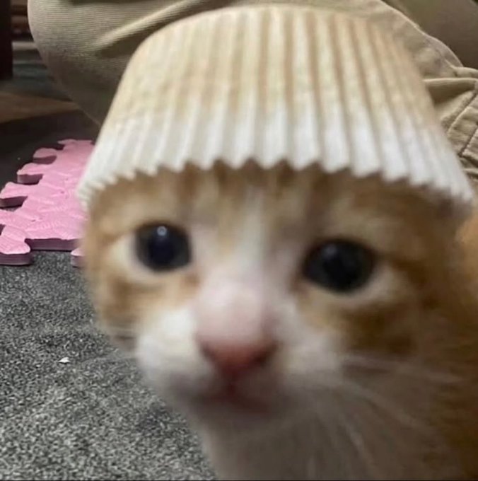 An orange and white kitten wearing a small ridged paper cup on its head looks directly at the camera with a comically bewildered expression, perfectly capturing the "how did we get here?" reaction to an unexpectedly early market low.
