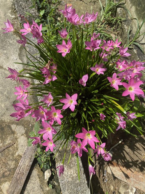 A cluster of vibrant pink star-shaped flowers with green grass-like foliage growing between stone surfaces, likely rain lilies or similar ornamental bulbs.