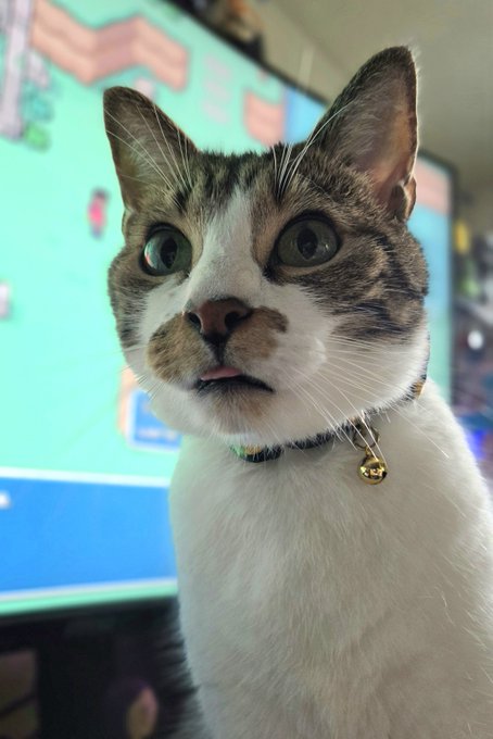 A close-up photo of a white and tabby cat with green eyes and a small bell collar, looking directly at the camera with its mouth slightly open.