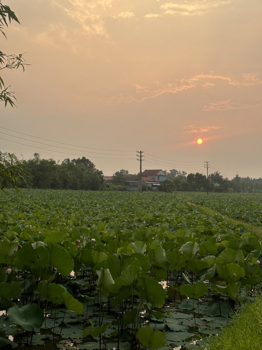 Lotus pond at sunset with a golden sky, lotus leaves in the foreground, and rural houses with power lines in the background.