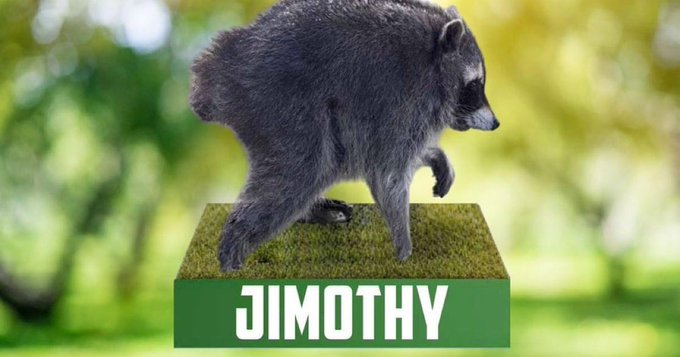 An image of a baby raccoon walking on a green pedestal with the text "JIMOTHY" displayed in white block letters at the bottom.