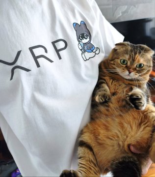 A Scottish Fold cat lies on its back next to a white t-shirt featuring the XRP logo and a small cartoon character.