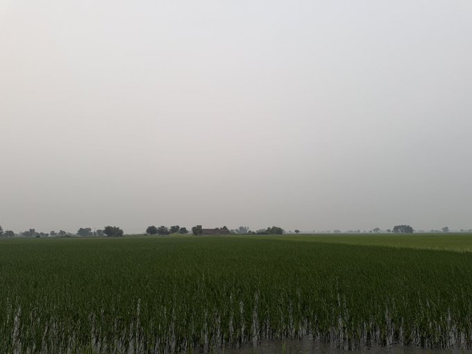 A misty, overcast landscape photo of a flooded green rice paddy field extending to the horizon, with trees and distant buildings barely visible through the haze.