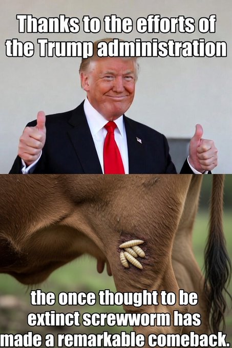 The image shows a man wearing a suit, giving two thumbs up while standing next to an animal with a bullet hole in its leg. The caption of the image reads "Thanks to the efforts of the Trump administration". The text in the caption suggests that the man is expressing gratitude towards the Trump administration for their actions or decisions related to screwworms.

The image also contains a reference to the screwworm, which is an insect species native to North America and Europe. It has been used as a metaphor by some political commentators to describe the administration's policies on screwworms. The image includes a reference to the screwworm in one of its sentences: "The once thought to be extinct screwworm has made a remarkable comeback."