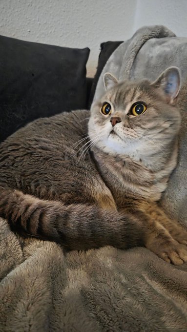 A cute tabby cat lounges on a fluffy blanket, gazing upward with wide golden eyes. The cozy, relaxed scene perfectly captures a "gm happy friday" vibe—ideal for sharing weekend vibes with a furry friend.