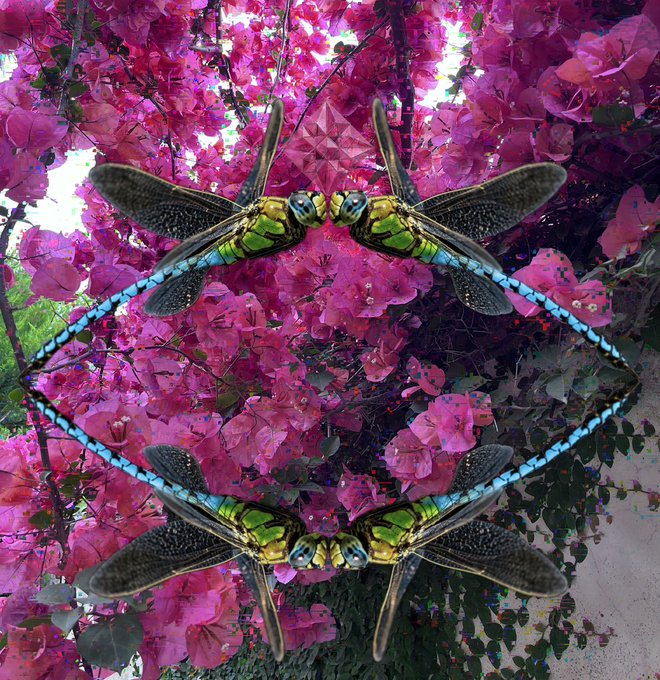 The image features two dragonflies, one with green wings and the other with blue wings, positioned next to each other against a backdrop of pink flowers. The background appears to be a real-life scene from someone's yard or garden, as indicated by the text "Gm NEW DROP For #Snailevent Dragonfly in the Pink Yard".