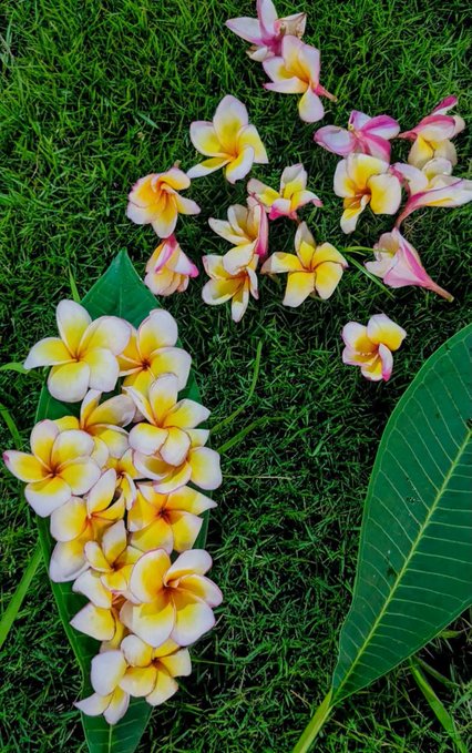A vibrant arrangement of plumeria flowers in shades of white, yellow, and pink scattered on lush green grass alongside large green leaves.