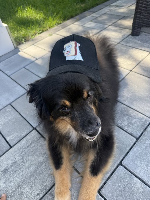 A fluffy black and tan dog lies on a stone patio, wearing a black baseball cap with a polar bear graphic on it.