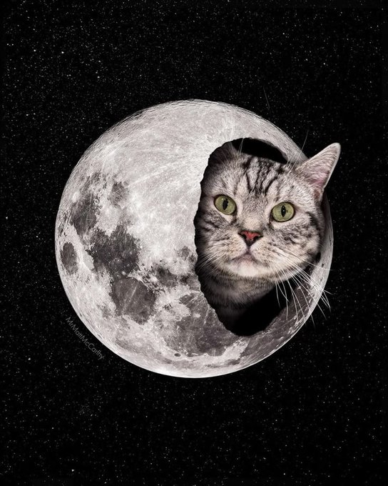 A surreal digital composite shows a gray tabby cat's head emerging from the surface of a detailed full moon set against a starry black space background.