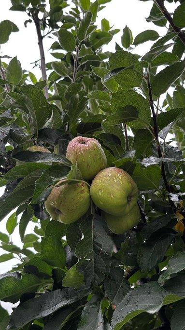 A cluster of ripening apples with green and pinkish-red skin growing on a leafy tree branch.