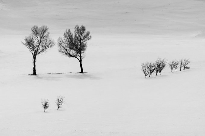 A minimalist black and white photograph of two bare trees and a smaller cluster of shrubs standing in a vast, snow-covered landscape.