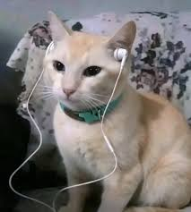 A cream-colored cat wearing earphones and a teal collar sits calmly on a floral couch. The image humorously illustrates the post by depicting a cat "listening in" to the dev's shady token-pumping scheme, as if overhearing the inside scoop.