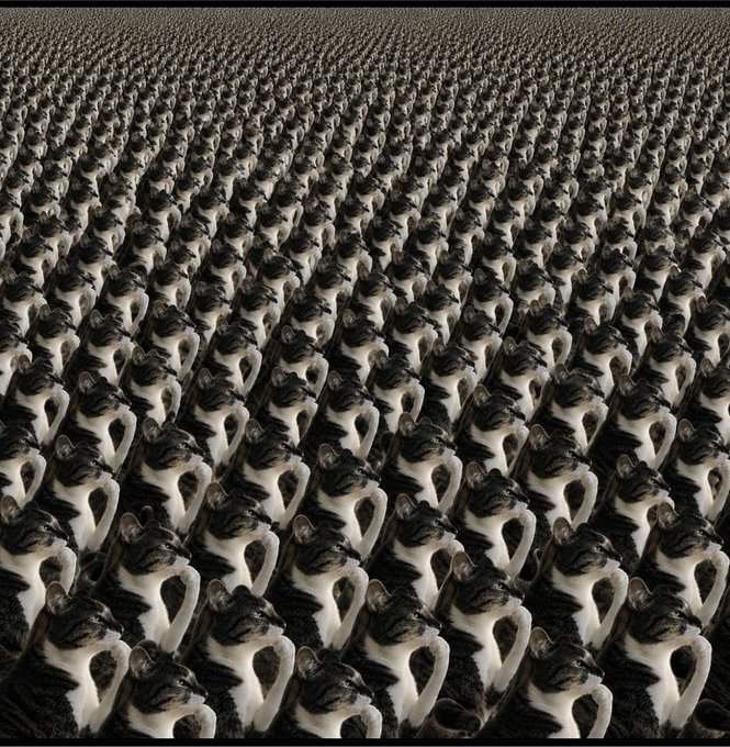 A surreal, repetitive image of countless identical black and white cats arranged in tight formation stretches across the frame.