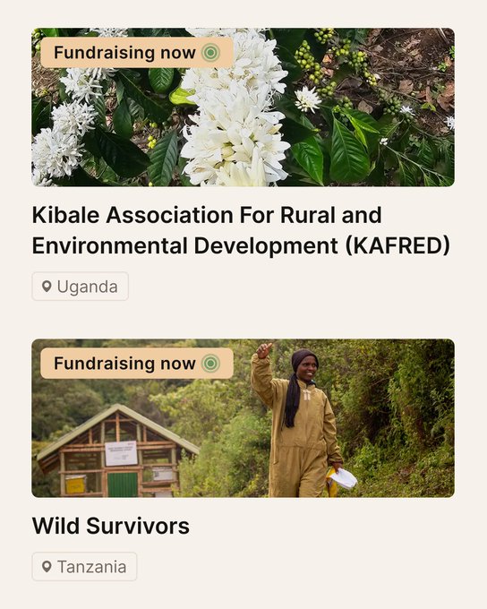 This image is a composite of two fundraisers. The top one pertains to Kibale Association for Rural and Environmental Development (KaFred) in Uganda, which has already been funded 88%. The bottom one is for Wild Survivors in Tanzania, which has been funded 51%. The post mentions that donors will have the opportunity to multiply their contributions in the first funding round for documenting and resourcing land projects through the MaEarth Studio platform.