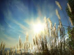 A scenic photograph of tall grass swaying in the foreground, backlit by bright sunlight against a clear blue sky.