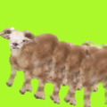 A small brown sheep standing on a bright green chroma key/screen background.