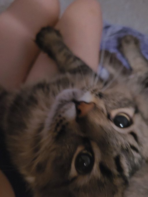 A close-up, slightly blurry photo of a tabby kitten with large eyes being held upside-down by a person, with a purple fabric visible in the background.