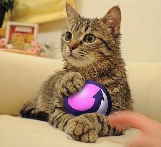 A tabby kitten sitting on a white surface, resting its paws on a purple circular object featuring a pink and white arrow logo, with a blurred hand visible nearby.