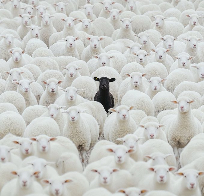 A single black sheep stands out among a dense flock of white sheep, creating a striking visual contrast that perfectly complements the "GM CT" (got milk?) post, symbolizing individuality and standing out from the crowd.