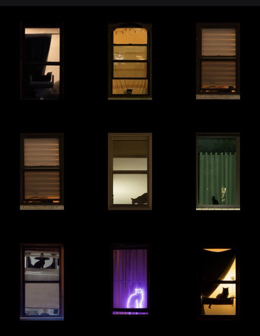 The image features an array of nine windows, each with different colored curtains or blinds, arranged in a grid-like pattern against a black background. The windows are illuminated by various light sources, creating a visually striking scene. One window has purple lights shining through, while another is lit from the inside, revealing a cat sitting on top of it. A third window displays a green curtain that adds to the overall aesthetic appeal of the image.