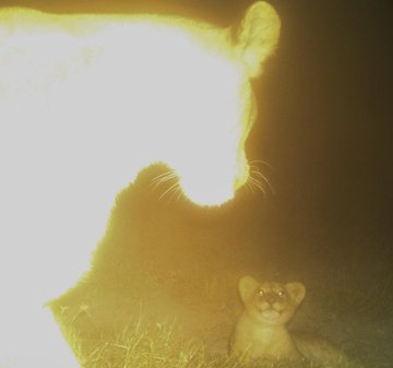 A nighttime trail camera photo shows a mountain lion close to the lens with a bright flash, while a smaller animal sits in the background.