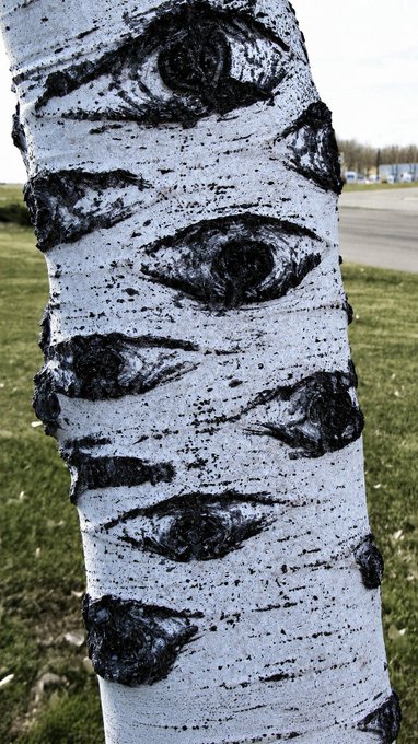 A close-up photo of a birch tree trunk showing its distinctive white bark marked with black, eye-like scars and horizontal lenticels.