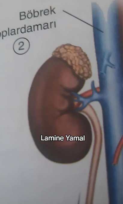 A meme combining an anatomy diagram labeled 'Böbrek üstü bezleri' (adrenal glands) with the text 'Lamine Yamal' placed over the kidney area.