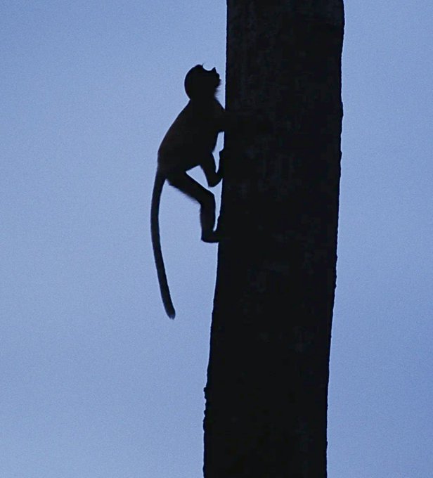 A silhouette of a small monkey or ape clinging to and climbing a tall vertical tree trunk against a blue sky.
