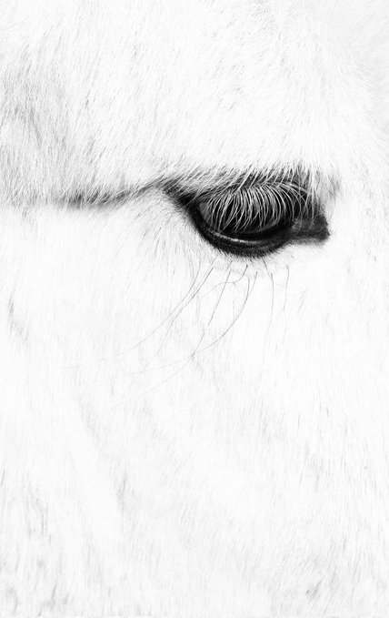 A black-and-white close-up of a horse's eye, with fine detail in the long eyelashes and surrounding white fur texture.