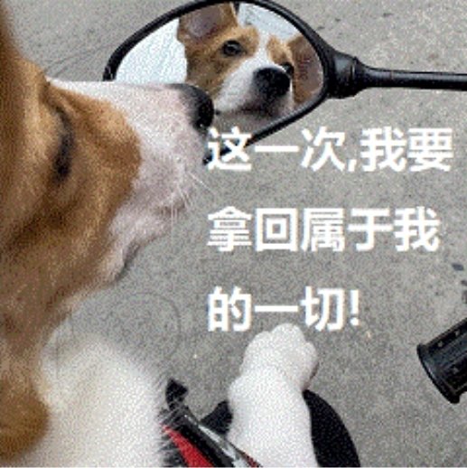 A Corgi stares into a side mirror with a determined expression, accompanied by Chinese text reading "这一次,我要拿回属于我的一切!" (This time, I'll take back everything that belongs to me!), humorously capturing the post's theme of watching for bull market topping signals through the reflection of past market gains.