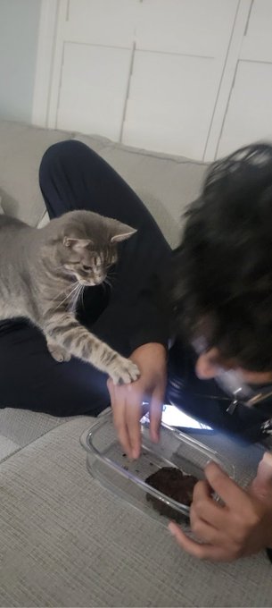 A tabby cat reaching its paw toward a person sitting on a couch holding a clear container with what appears to be a chocolate cookie.