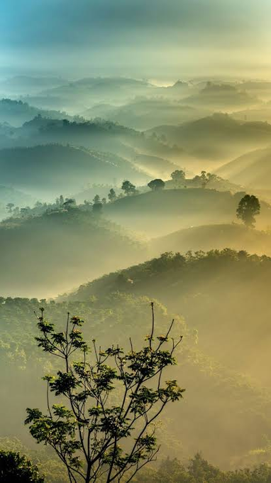 A misty, atmospheric landscape photograph showing rolling green hills blanketed in morning fog, with a silhouetted tree in the foreground against the layered hills.